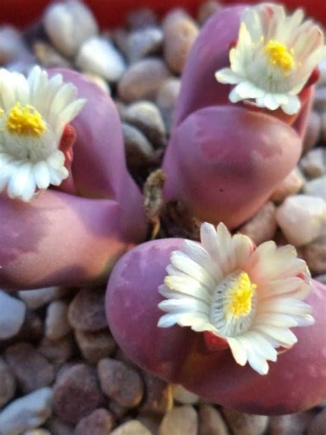 Lithops Optica Rubra World Of Succulents Lithops Planting