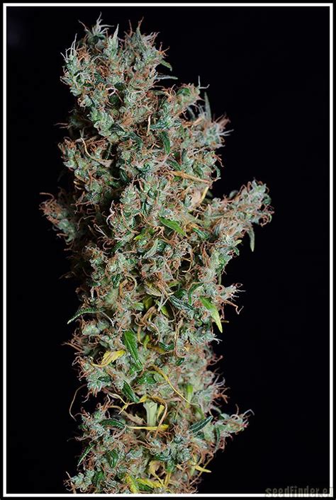 The Original Haze De Flying Dutchmen Info De Variedad