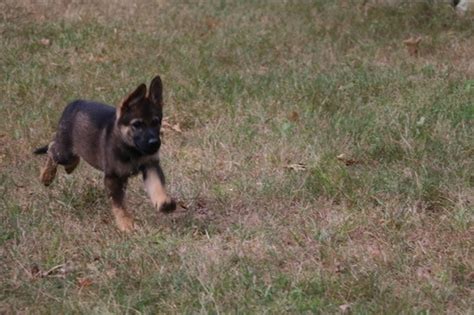 Sable German Shepherd Puppies for Sale (2018 Litters) - Hayes Haus