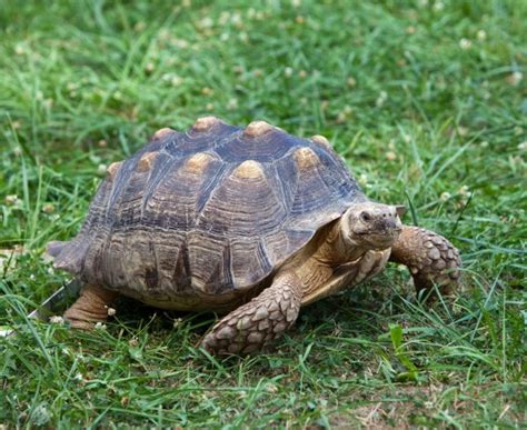Turtles Having Sex Stock Photo Leldej 4351834