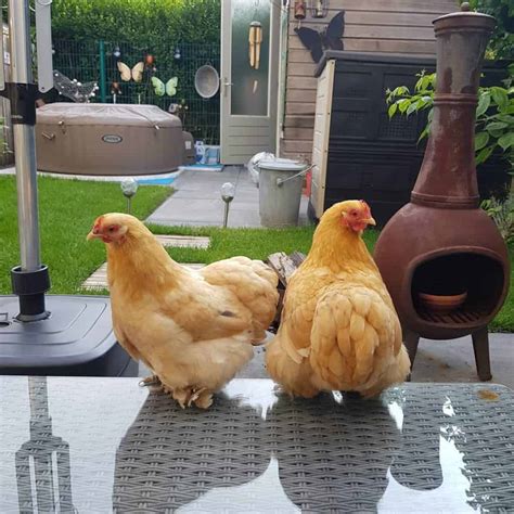 Top 8 Small Chicken Breeds (With Pictures & Videos)