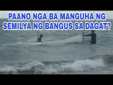 Paano Nga Ba Manguha Ng Semilya Ng Bangus Sa Dagat Norma Lanuza Youtube