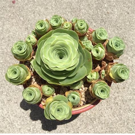 Rose Succulents Look Like Tiny Blossoming Flowers from a Fairy Tale