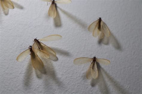 termite swarmers travel   morillycom