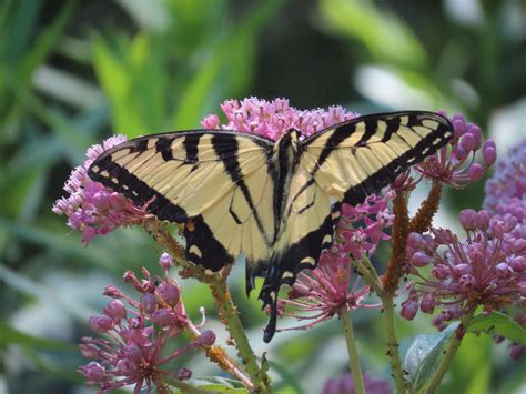 Tiger Swallowtail On Milkweed Shelley Selle Flickr