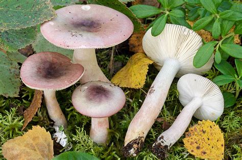 Russula Gracillima The Ultimate Mushroom Guide