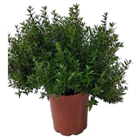 Myrtus Communis Myrtle Evergreen Aromatic Shrub Buy Myrtle