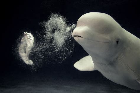 Beluga Whale - SNSH