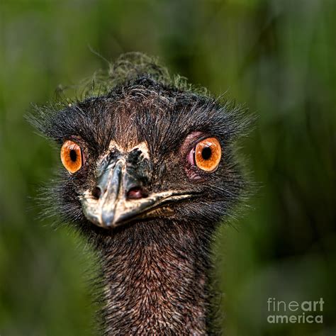 Funny Emu Photograph By Joerg Lingnau