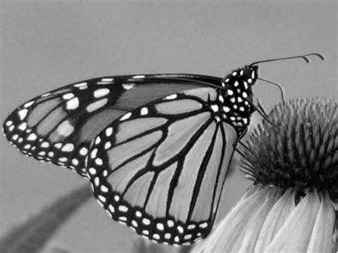 Black And White Monarch Butterfly Photography