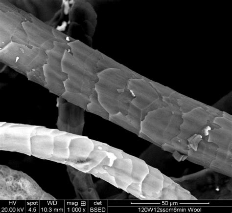 Student Spotlight Morphological Structure Of Wool From Different