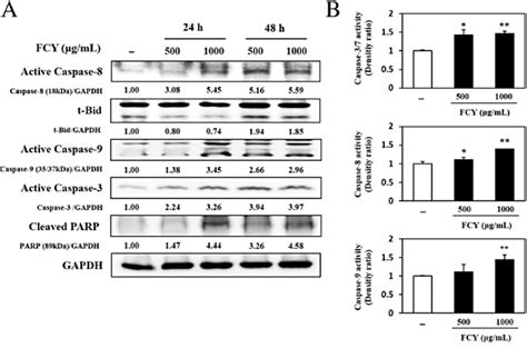 Induction Of Apoptosis By Fcy In Ags Cells A Effects Of Fcy On The