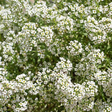 Alyssum Carpet Of Snow Seeds 1 Lb Bulk Annual Flower Garden Seeds