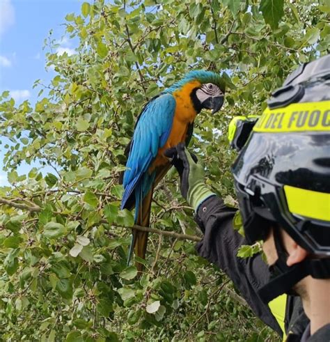 Recuperato Pappagallo Ferito Si Era Rifugiato Sul Ramo Di Un Albero