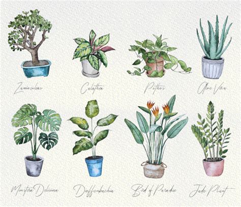 Watercolor Botanical Collection Of Home Plants Behance