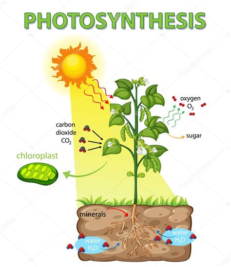 Diagrama Que Muestra El Proceso De Fotos Ntesis En La Ilustraci N De