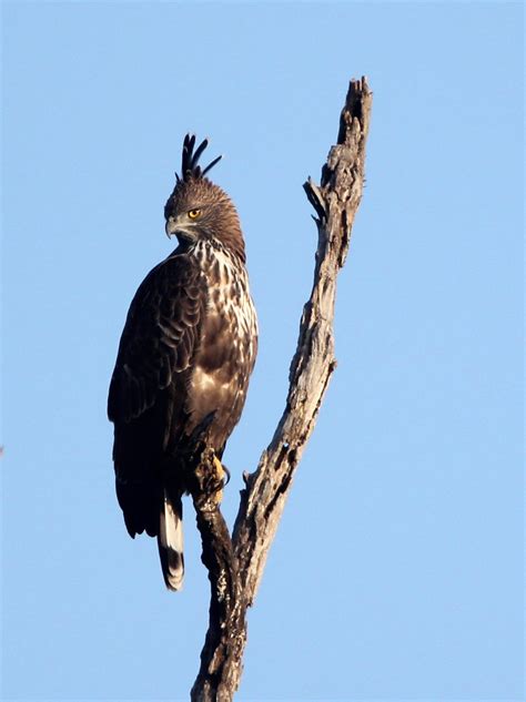 Changeable Hawk Eagle Nisaetus Cirrhatus Coke Smith Wildlife