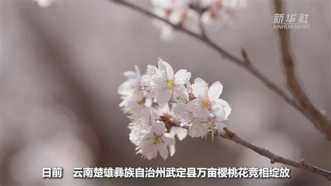 云南武定：樱桃花开春意浓