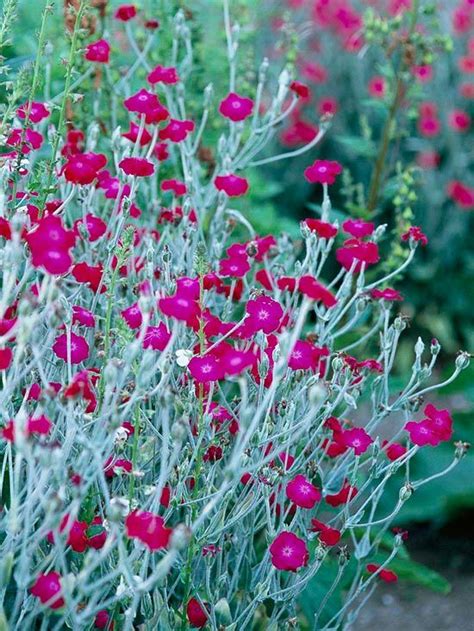 19 Of The Prettiest Silver Leaf Plants To Brighten Up Your Garden