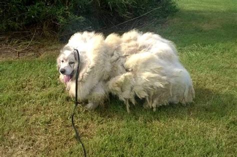 Cane Abbandonato Rischia Di Morire Soffocato A Causa Di 35 Chili Di