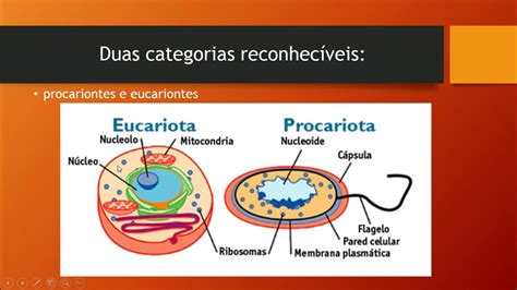 As Células Procarióticas Diferem Das Eucarióticas Pois As Primeiras: