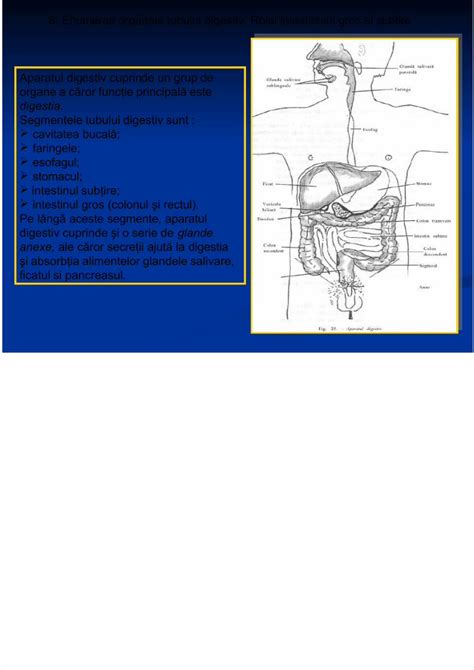 PDF 8 Componentele Tubului Digestiv Ppt DOKUMEN TIPS