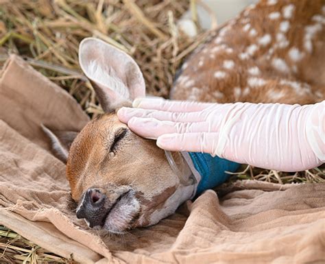 Fresno Wildlife Rehabilitation Service Home