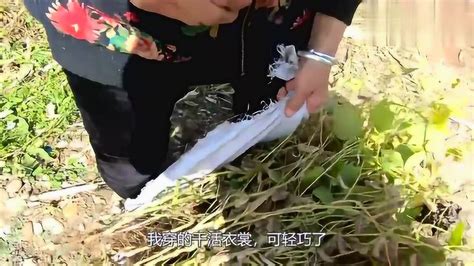 东北农村娘仨下地干农活，小伙发现一种野果，娘俩不干活就开吃腾讯视频