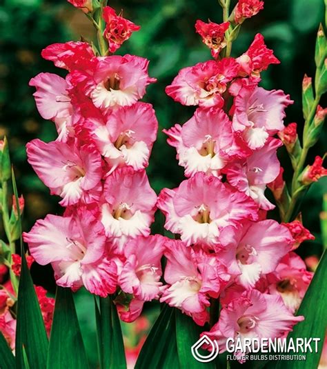 Gladiolus Gladiole Gerona 5 St Gardenmarkt De