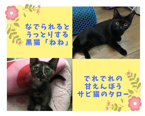 10月31日譲渡会 参加猫7ねね、タロー ねこチュー