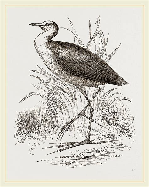 African Jacana Drawing By Litz Collection Fine Art America