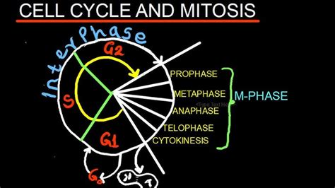 47+ Eukaryotic Cell Cycle Diagram - MarcelloChima