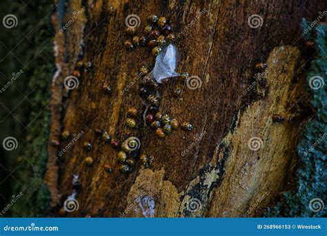 Group Of Bugs On Sacred Fig Tree Hundreds Of Bugs Clung On The Tree Trunk Stock Image