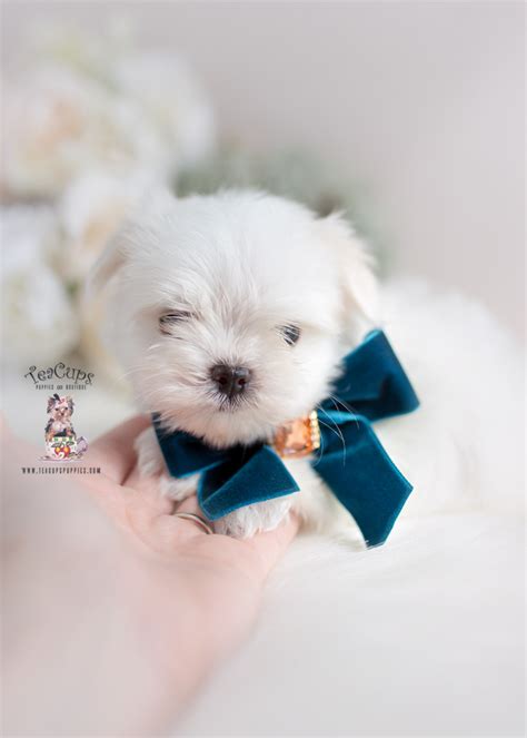 Teacup Maltese Miami Florida Teacup Puppies Boutique