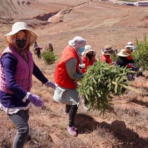 【五无甘南 十有家园】临潭：掀起义务植树热潮绿化发展活动