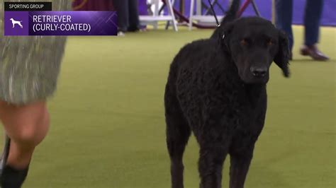 Retrievers Curly Coated Breed Judging 2024 YouTube