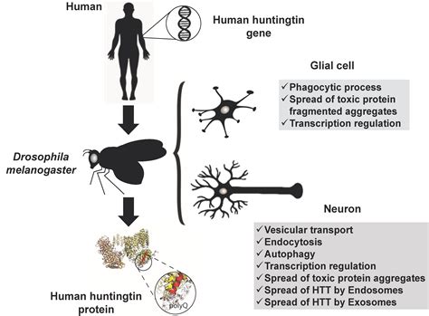 Ijms Free Full Text The Tiny Drosophila Melanogaster For The