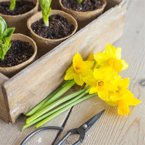 Narcissus Tete A Tete Bulbs Stocks And Green