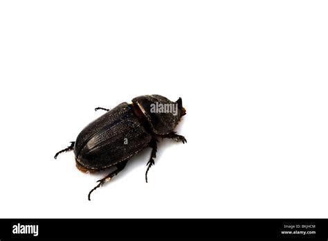 A Horned Beetle Stock Photo Alamy