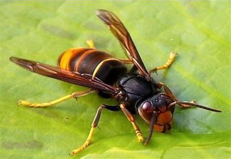 Loulé Município Sensibiliza para a Vespa Velutina Mais Algarve