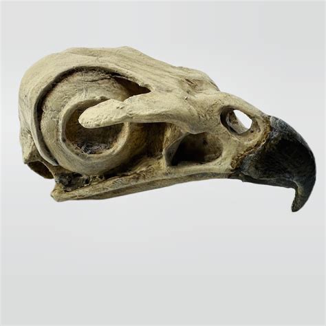 Red Tailed Hawk Skull Replica Etsy