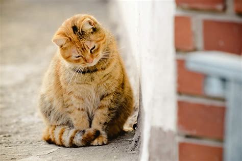 Is It Okay For Cats To Eat Bugs