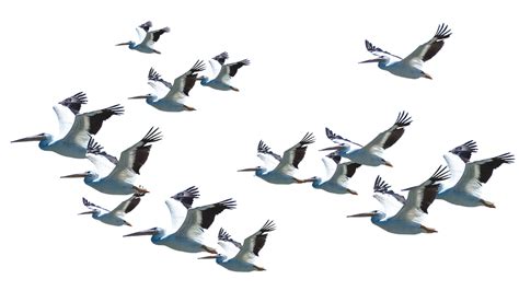 Pelican Png Transparent Images Pictures Photos Png Arts