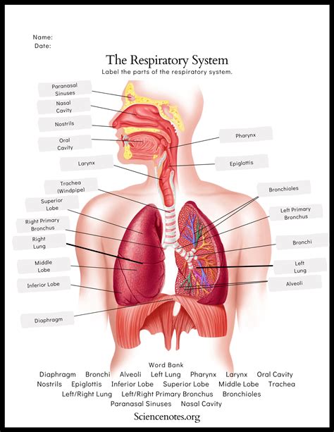 Human Anatomy Worksheets and Study Guides