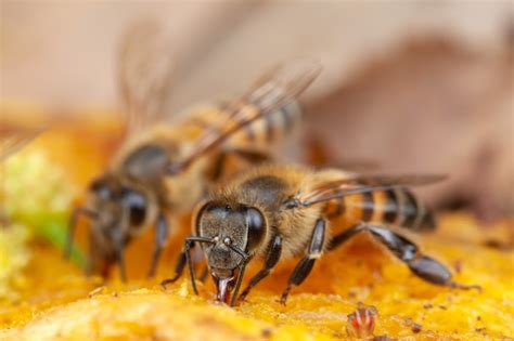 Premium Photo | Close up bee extracting pollen from flower