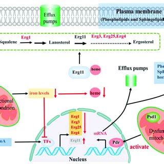 Roles Of Mitochondria In Fungal Pathogenicity Mitochondrial