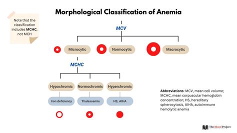 1 3 FOCUS ON MCHC NOT MCH When Choosing Between Mean Corpuscular Hb