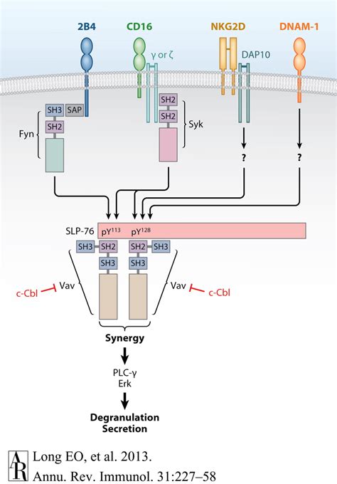 A Molecular Basis For Synergistic Activation Through Pairs Of