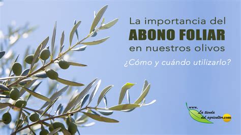 La Importancia Del Abono Foliar En Nuestros Olivos ¿cómo Y Cuándo Utilizarlo Blog La Tienda