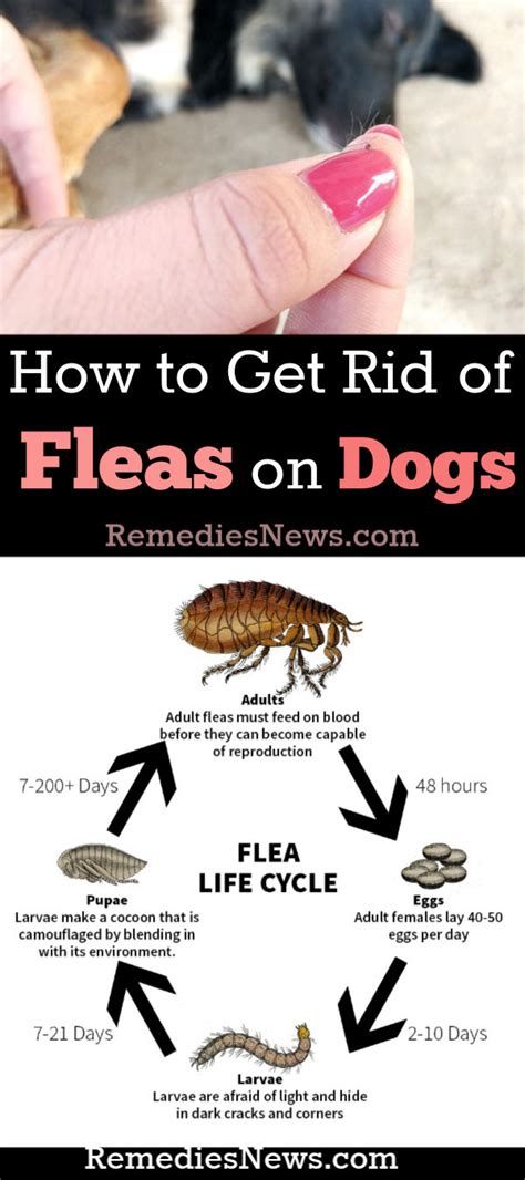 How to Get Rid of Fleas Naturally Fast with 11 Home Remedies